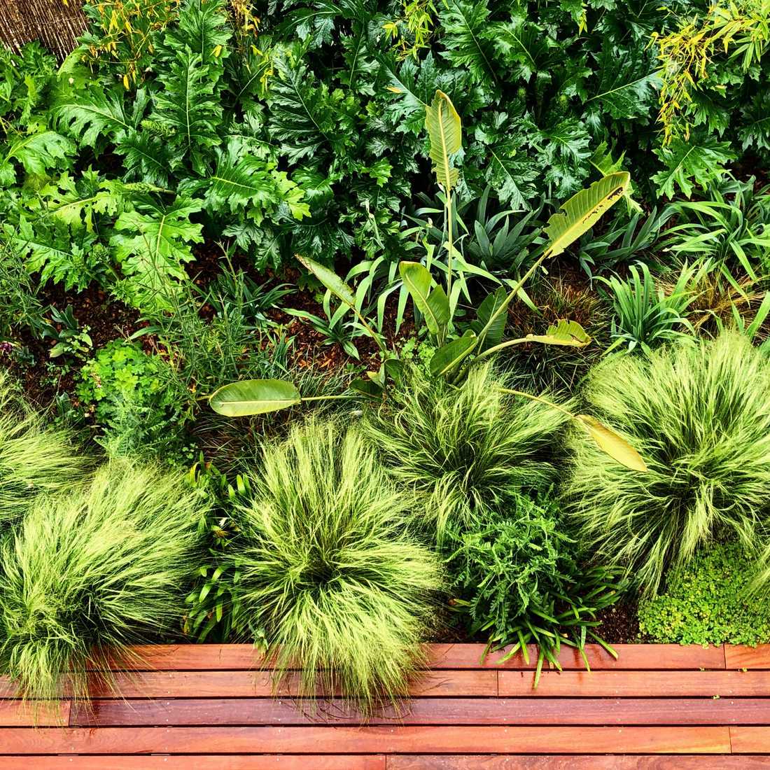 Végétation luxuriante dans le petit jardin d'une maison de ville à Paris