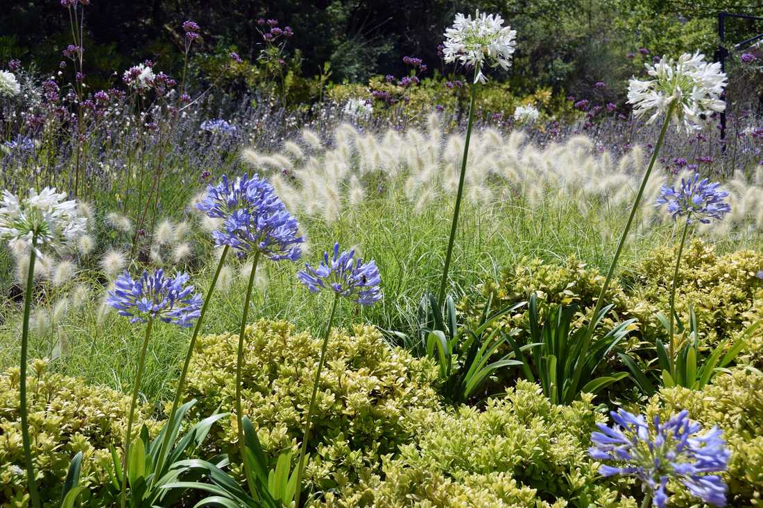 Fleurs et floraisons méditerrannéenes aménaagé par un concepteur paysagiste à Paris